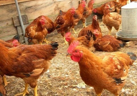Adesina Poultry